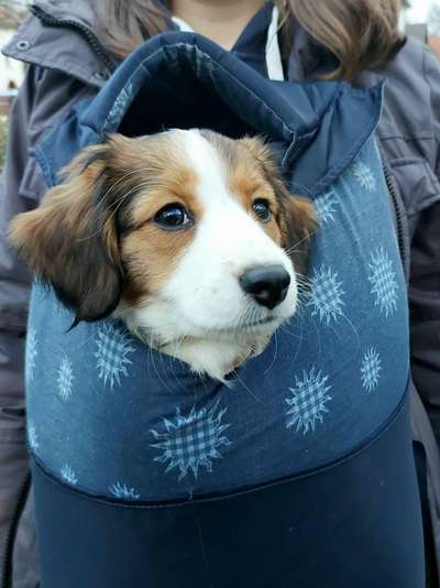 Kooikerhondje-Beitrag-Bild