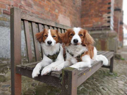 Seltene Rassen!-Beitrag-Bild