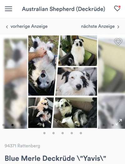 Qualzucht-Beitrag-Bild