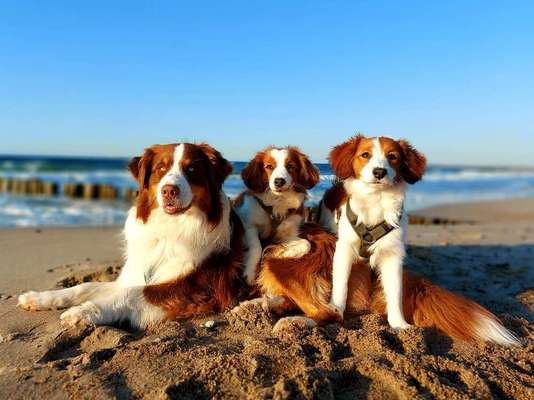 Kooikerhondje-Beitrag-Bild