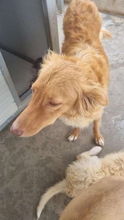 Tierschutzhunde suchen ein Zuhause-Beitrag-Bild