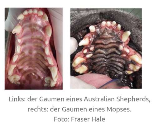 Brachycephale Hunderassen-Beitrag-Bild