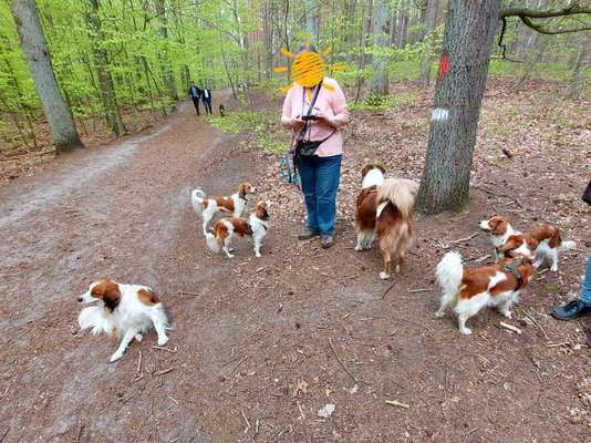 Kooikerhondje-Beitrag-Bild