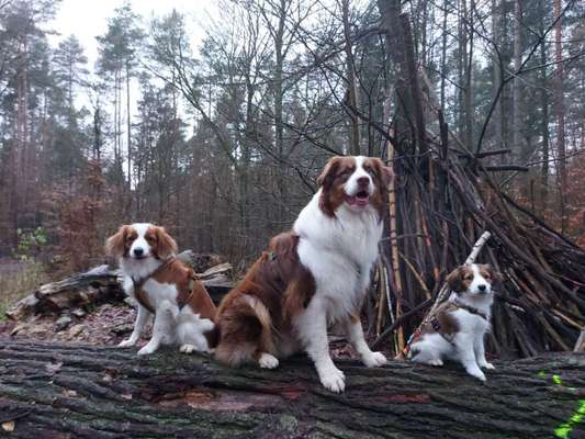 Kooikerhondje-Beitrag-Bild