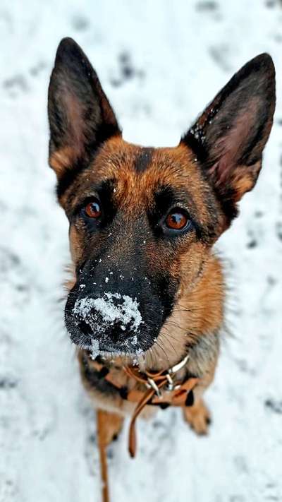 Alles rund um den Schäferhund, diskutieren erwünscht.-Beitrag-Bild