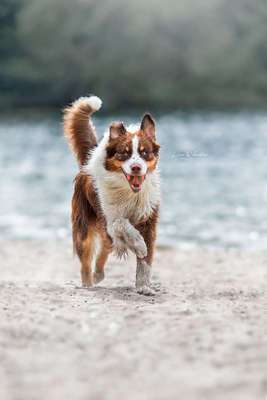 Foto's und Hundemodels-Beitrag-Bild