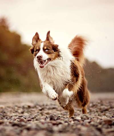 Fotochallenge 66 ~ Rennaction -Zeig deinen Hund im Lauf-Beitrag-Bild