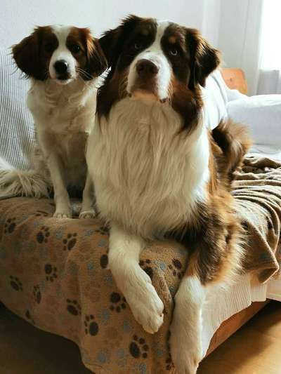Kooikerhondje-Beitrag-Bild