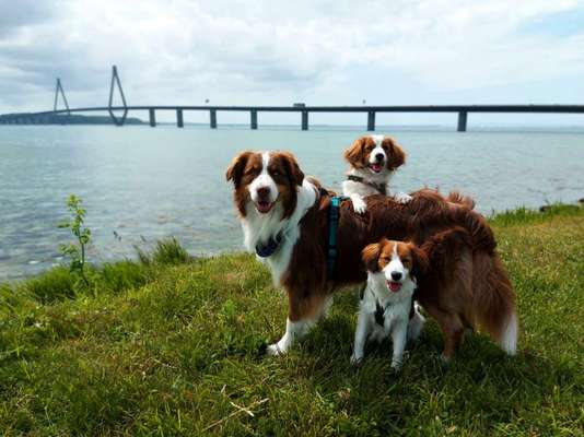 Dogorama Photo Challenge - Brücken-Beitrag-Bild