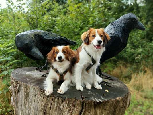 Dogorama Photo Challenge - Märchenwald-Beitrag-Bild