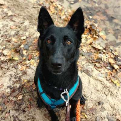 Tierschutzhunde suchen ein Zuhause-Beitrag-Bild