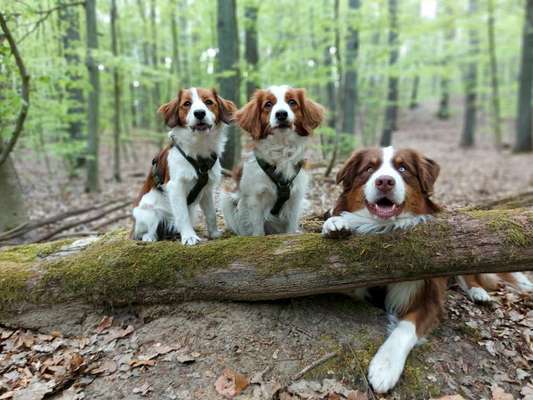 Kooikerhondje-Beitrag-Bild