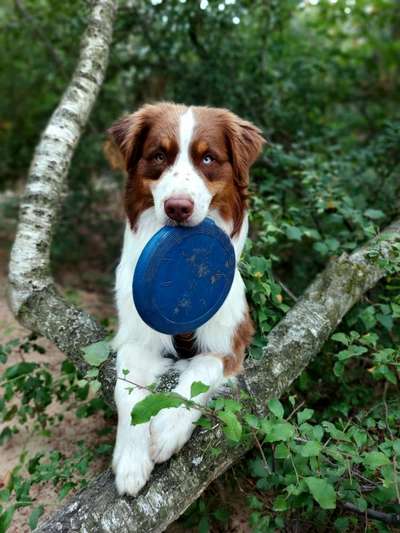 Unangeleinte Tut-Nixe und Hallo-Sager..-Beitrag-Bild