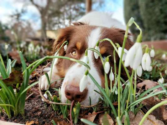 Dogorama Photo Challenge - die ersten Frühjahrsblumen-Beitrag-Bild