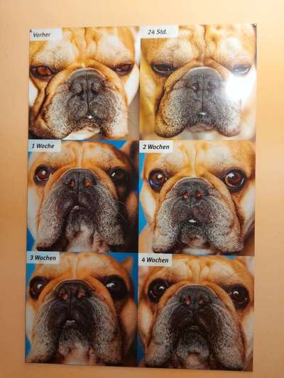 Brachycephale Hunderassen-Beitrag-Bild