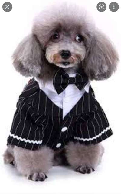 Hunde im Freizeitpark-Beitrag-Bild