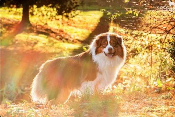 Qualzucht-Beitrag-Bild