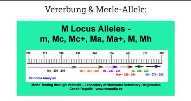 Qualzucht-Beitrag-Bild