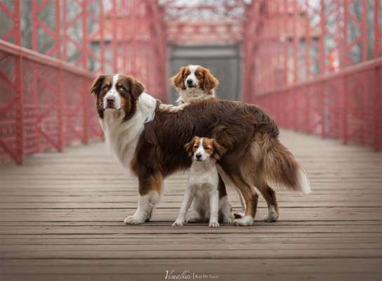 Dogorama Photo Challenge - Brücken-Beitrag-Bild