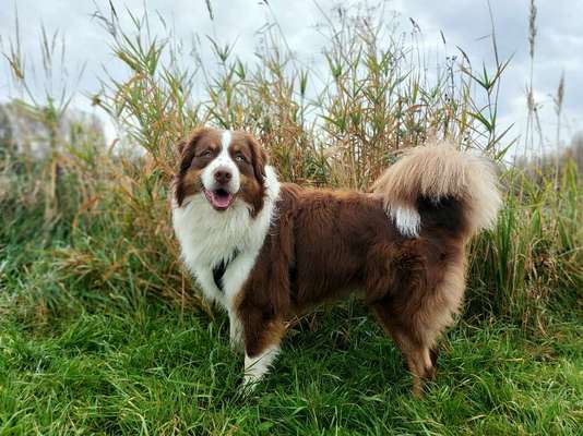 Alles rund um den Schäferhund, diskutieren erwünscht.-Beitrag-Bild