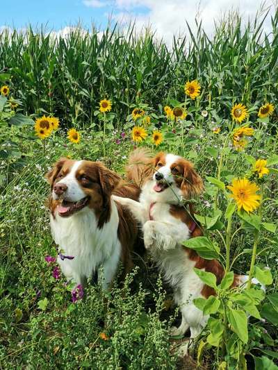 Die Dogorama Wochen Challenge "Friends will be Friends"-Beitrag-Bild