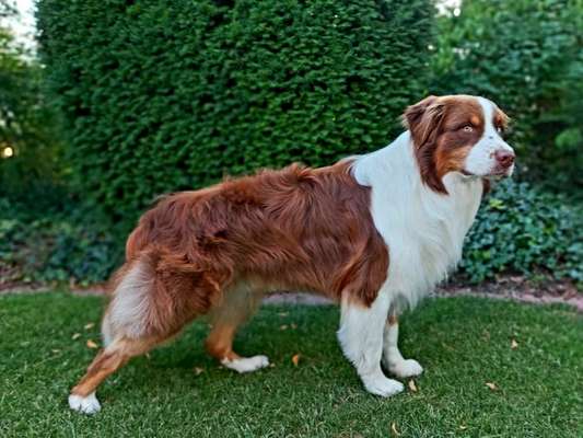 Alles rund um den Schäferhund, diskutieren erwünscht.-Beitrag-Bild