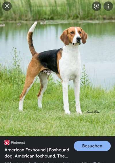 Brachycephale Hunderassen-Beitrag-Bild