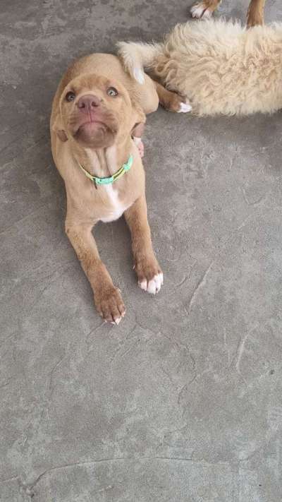 Tierschutzhunde suchen ein Zuhause-Beitrag-Bild