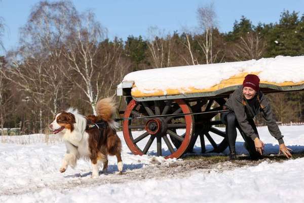 Dogorama Photo Challenge - an der Leine-Beitrag-Bild