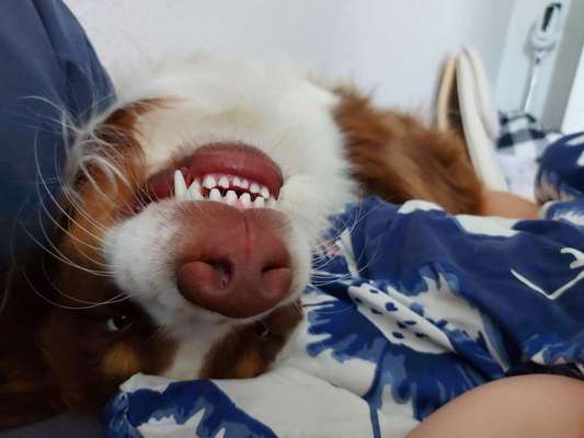 Fotochallenge Nr. 47 - Zeigt die Zähne-Beitrag-Bild