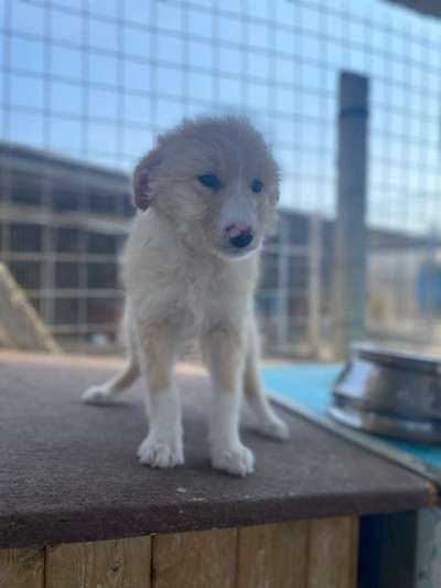 Tierschutzhunde suchen ein Zuhause-Beitrag-Bild