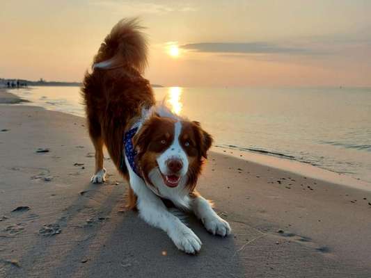 Die Dogorama Wochen Challenge-Beitrag-Bild