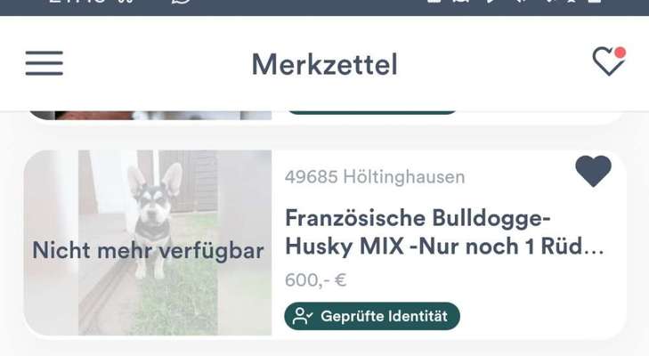 Brachycephale Hunderassen-Beitrag-Bild