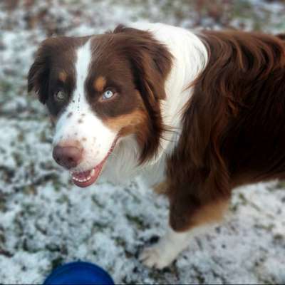 Aussiedors oder Leopard Labrador Gruppe-Beitrag-Bild