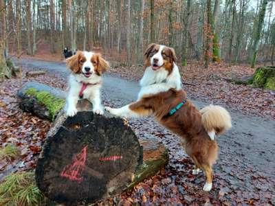 Kooikerhondje-Beitrag-Bild