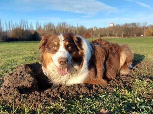 FOTOCHALLENGE 72 - Glücklicher Hund im Schmuddel-Look-Beitrag-Bild
