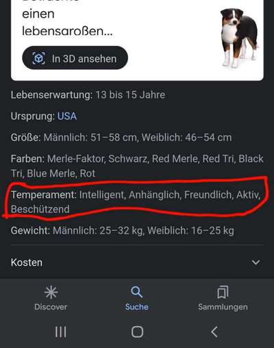 Einfache, familientaugliche Anfängerhunde-Beitrag-Bild
