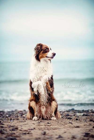 Foto's und Hundemodels-Beitrag-Bild