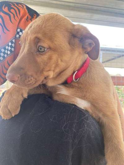 Tierschutzhunde suchen ein Zuhause-Beitrag-Bild