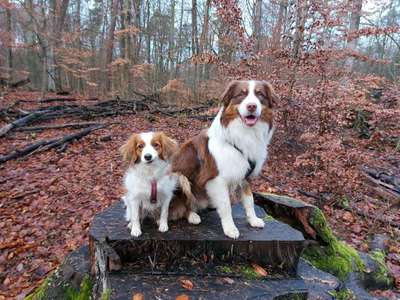 Kooikerhondje-Beitrag-Bild