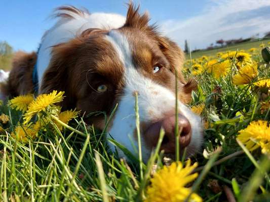 Fotochallange 63: "Dein blühendes Hündchen"-Beitrag-Bild