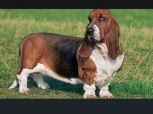 Brachycephale Hunderassen-Beitrag-Bild