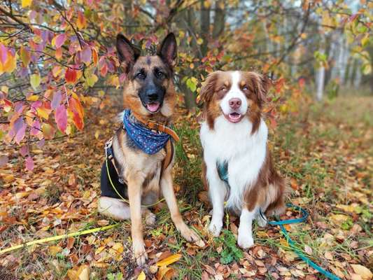Alles rund um den Schäferhund, diskutieren erwünscht.-Beitrag-Bild