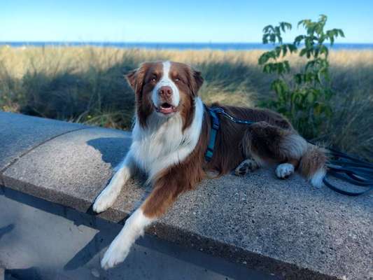 Ist das ein...?-Beitrag-Bild