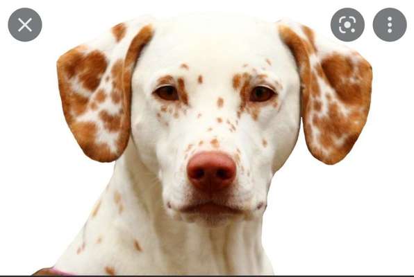 Brachycephale Hunderassen-Beitrag-Bild