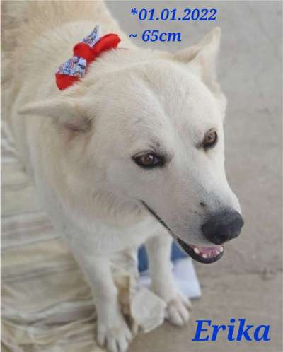 Tierschutzhunde suchen ein Zuhause-Beitrag-Bild