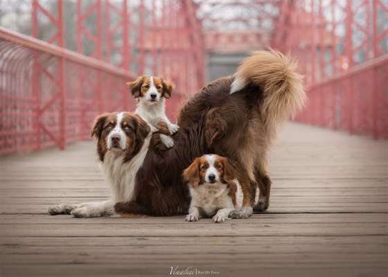 Dogorama Photo Challenge - Brücken-Beitrag-Bild