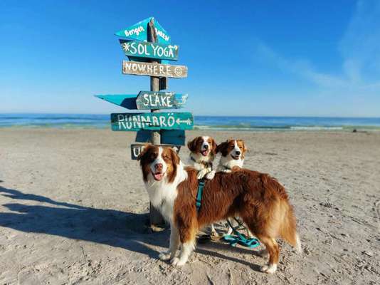 Kooikerhondje-Beitrag-Bild