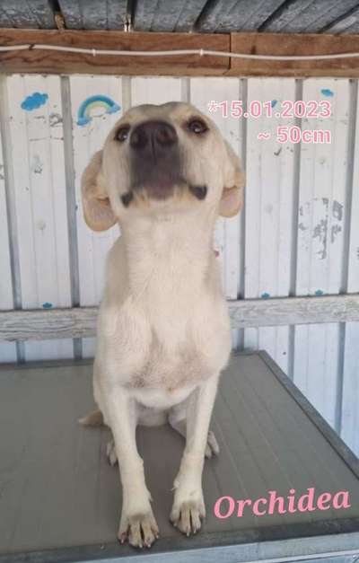 Tierschutzhunde suchen ein Zuhause-Beitrag-Bild