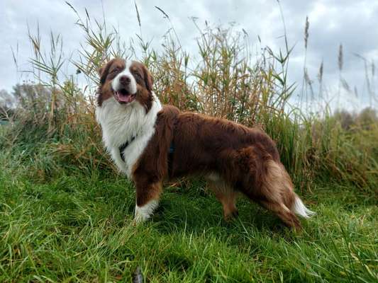 Alles rund um den Schäferhund, diskutieren erwünscht.-Beitrag-Bild
